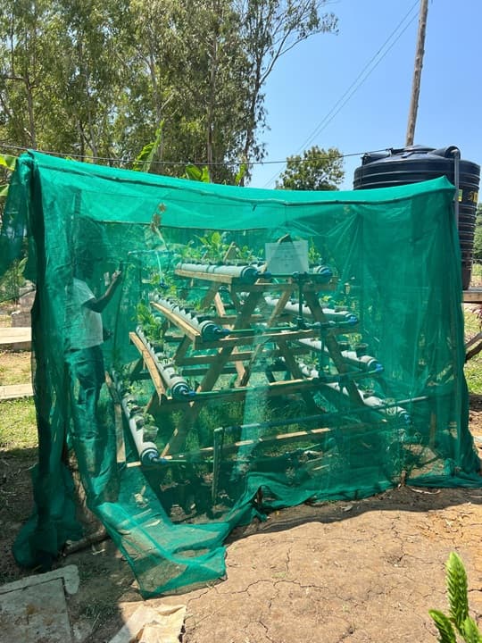 Mosque Hydroponics pilot launched