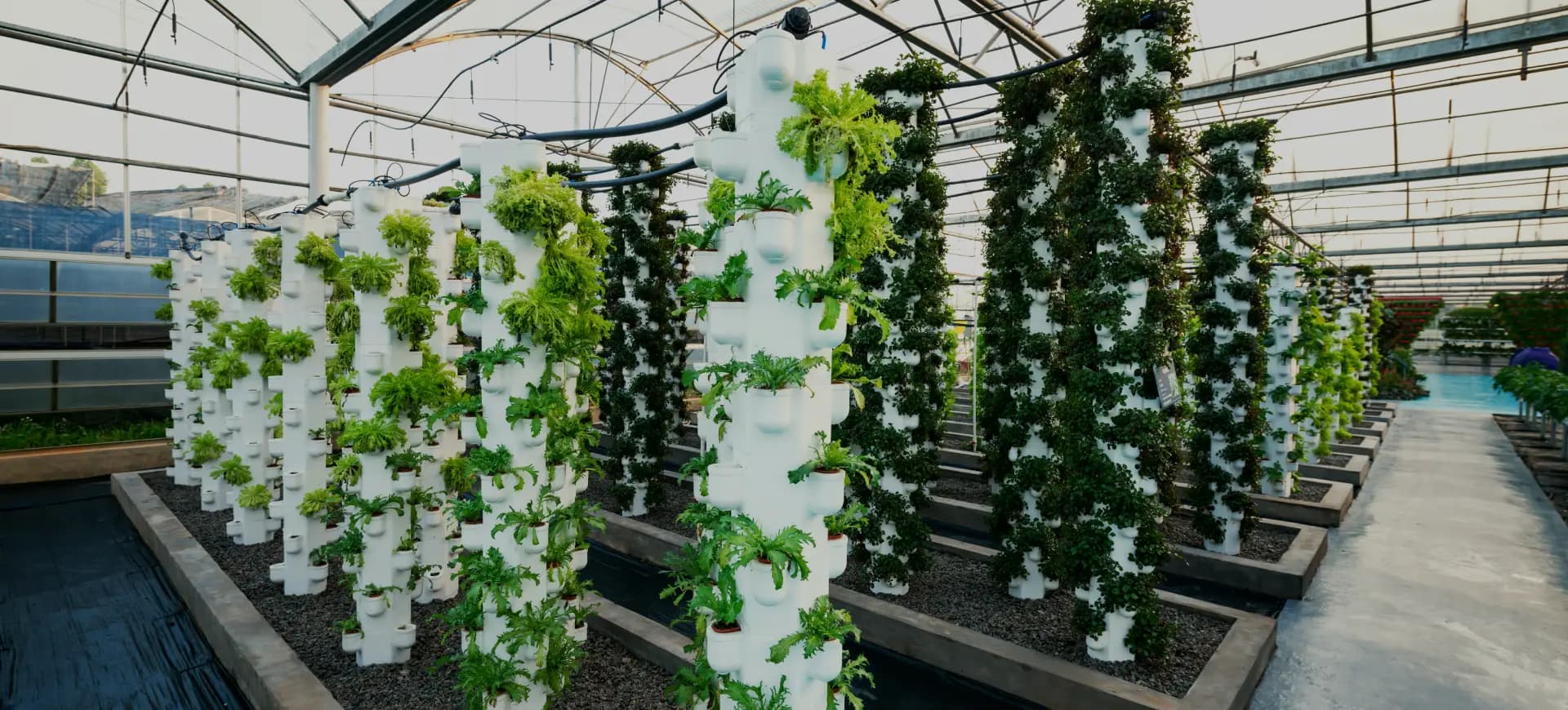 Hydroponic farm with vertical towers